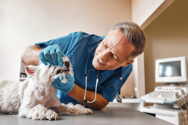Best Broken Tooth Emergency  in Thatcher, AZ